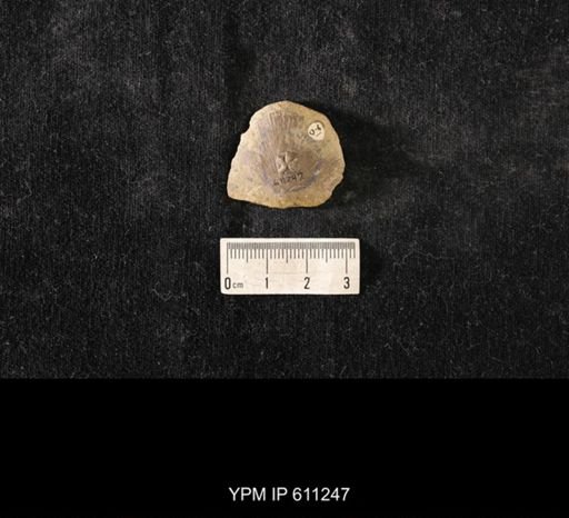 Hemicystites stellatus