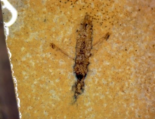 undet. Hemiptera