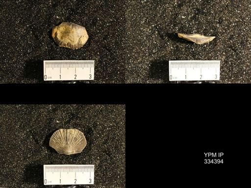 Dinorthis transversa