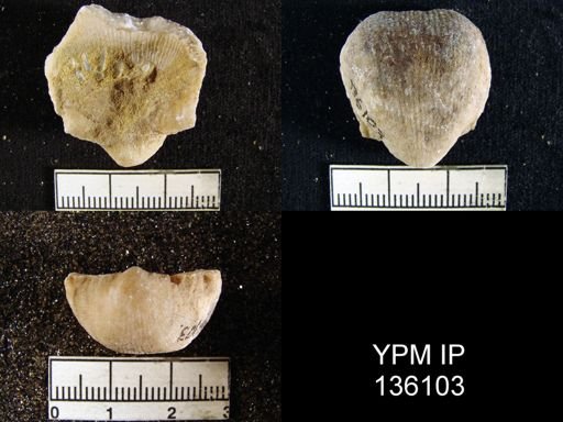 Productus (Linoproductus) lineatus
