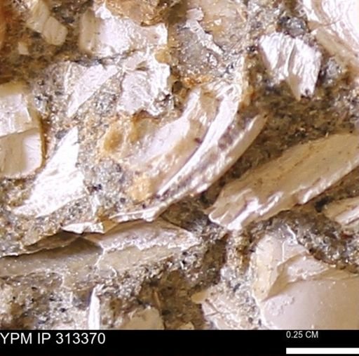 Corbicula sp.