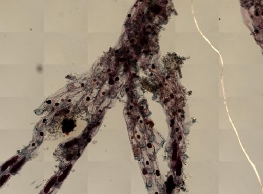 Bugula simplex