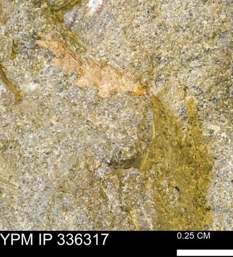 undet. Mollusca