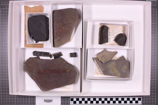 mixed taxa, stratigraphic collection