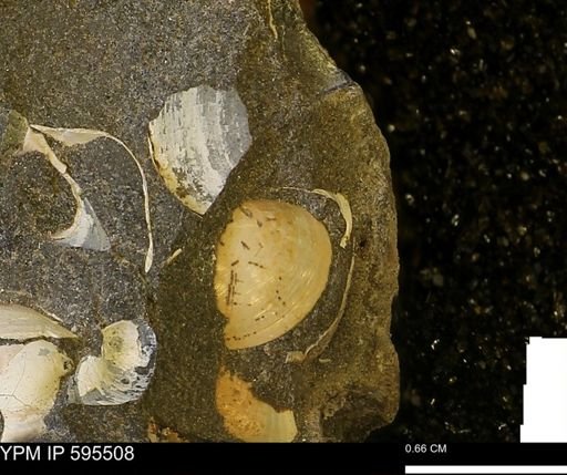 Protocardia sp.