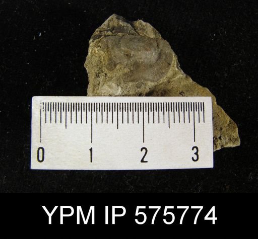 Strophomena sulcata