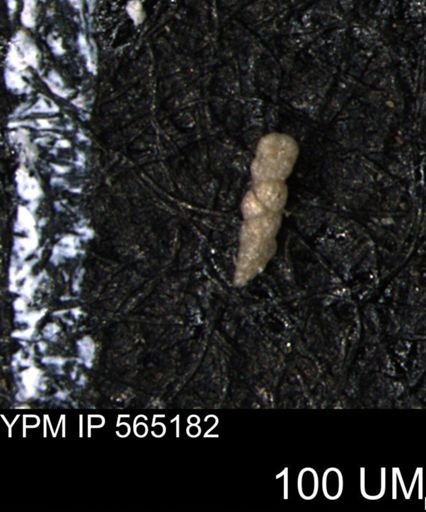 Verneuilinoides kansasensis