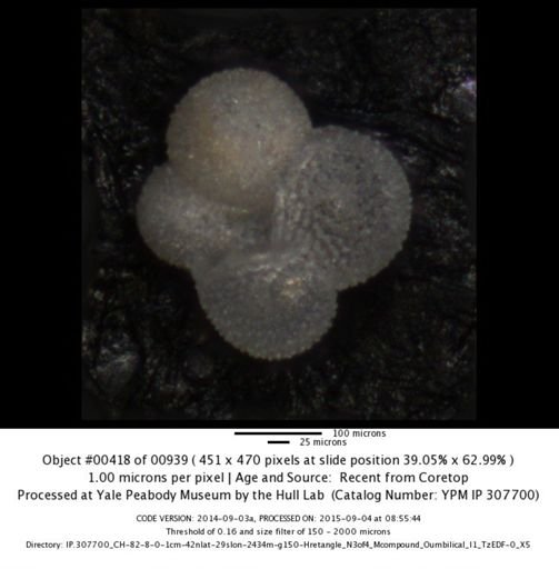 Globigerina falconensis