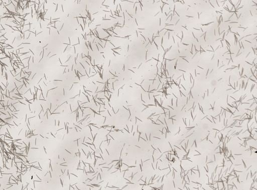 Haliclona canaliculata