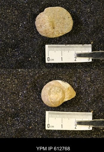 Vanikoropsis sp.
