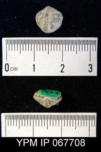 Atrypina imbricata