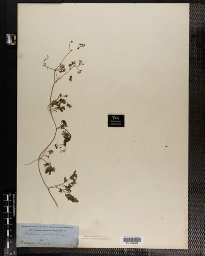 Plantae