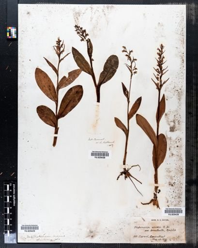 Habenaria viridis