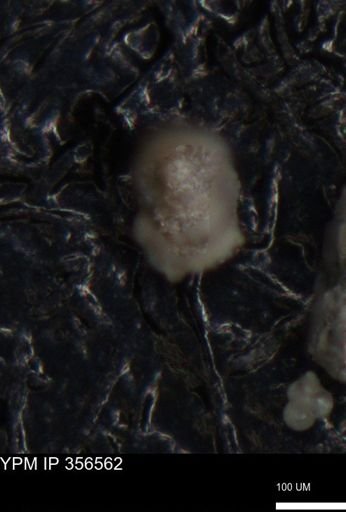 undet. Foraminiferida