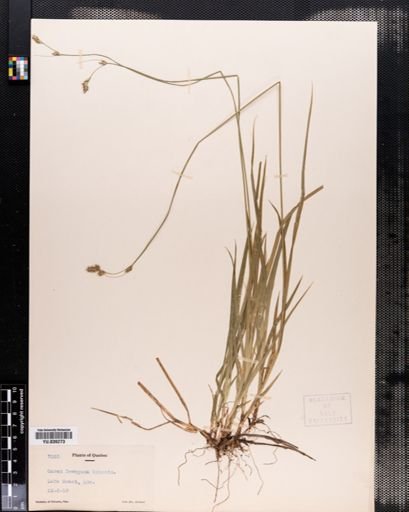 Carex deweyana