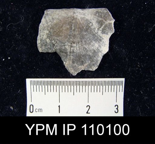 Brachyprion philomena