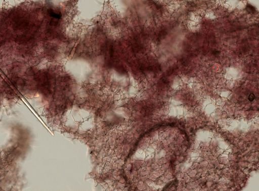 Haliclona sp.