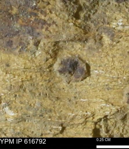 Teredo sp.