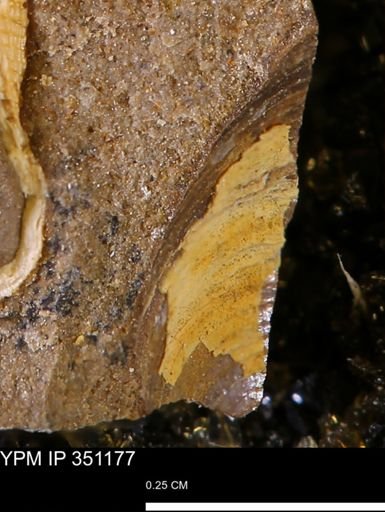 Limopsis striatopunctatus