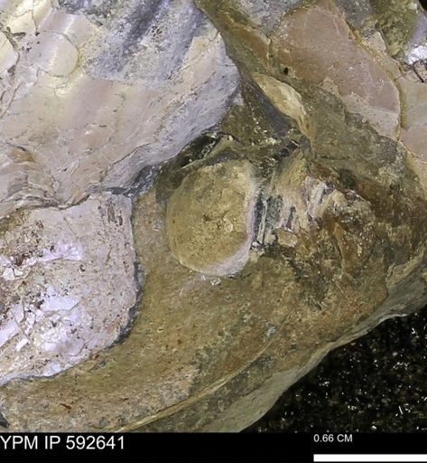 undet. Bivalvia