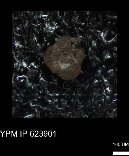 undet. Foraminiferida