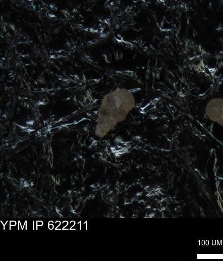 undet. Heterohelicidae