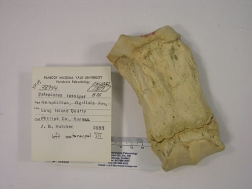 Teleoceras fossiger