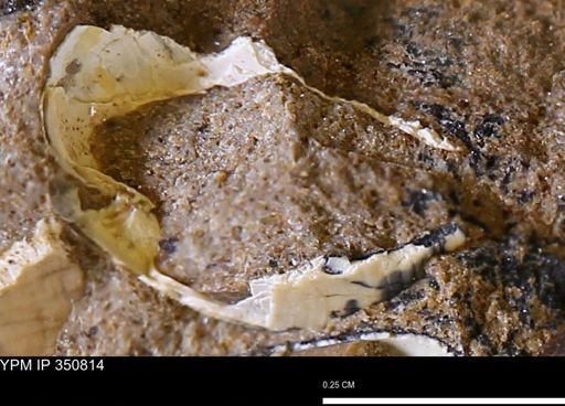 undet. Bivalvia