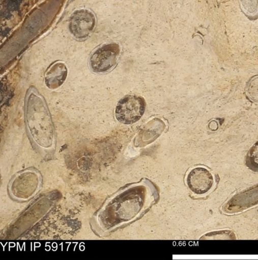 Serpulidae