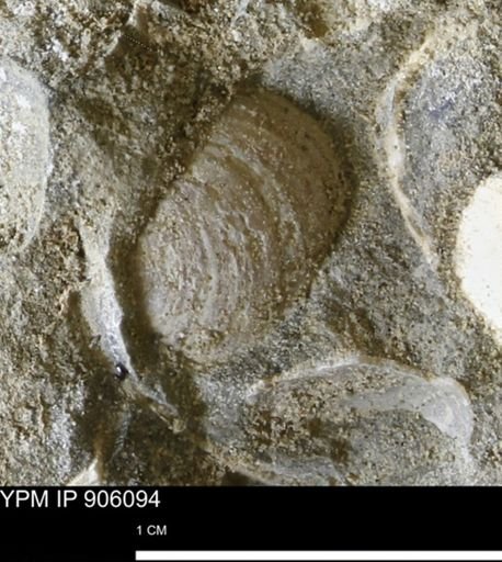 Limopsis striatopunctatus