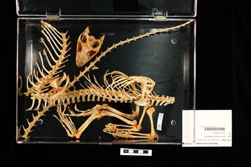 Hydrosaurus pustulatus