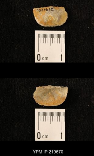 Chonetes granulifer