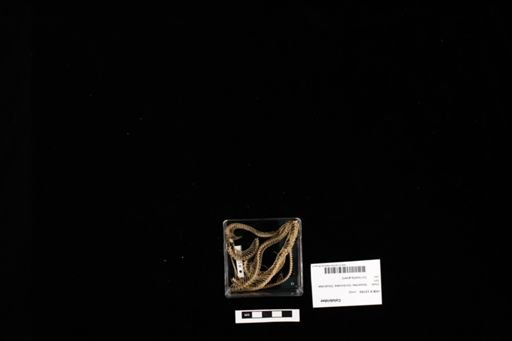 Colubridae