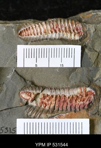 Calymenina