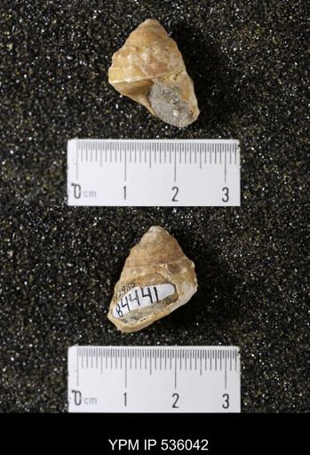 Tulotoma thompsoni