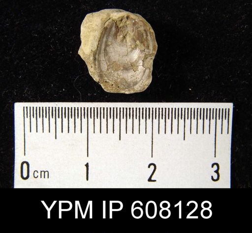 Lingula sp.