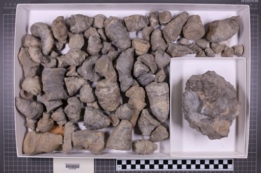 mixed taxa, stratigraphic collection