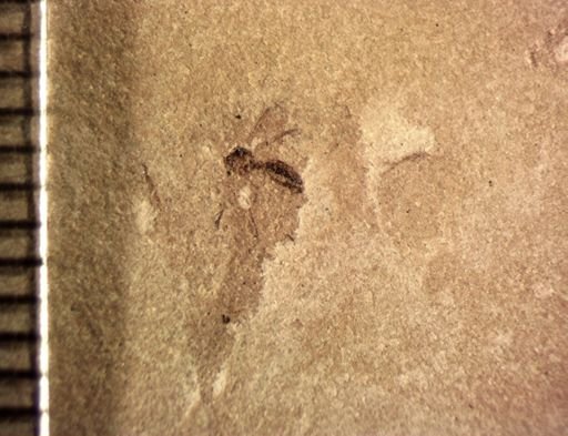 undet. Nematocera
