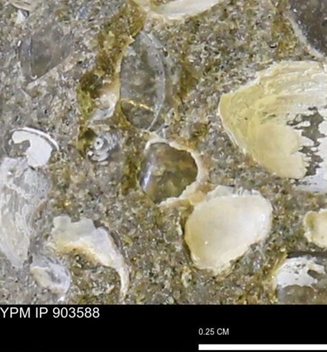 undet. Mollusca