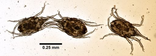 Copidognathus acutus