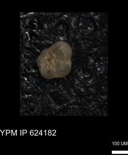 undet. Foraminiferida