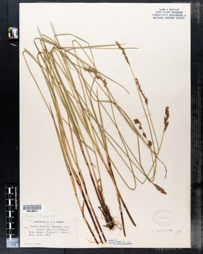 Carex diandra