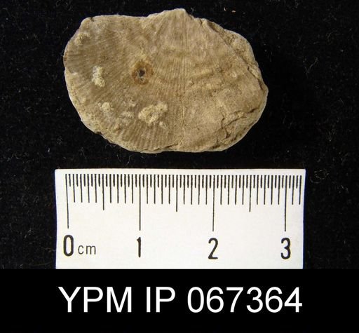 Leptaena rhomboidalis