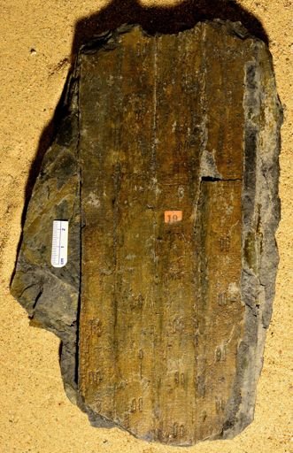 Sigillaria reniformis