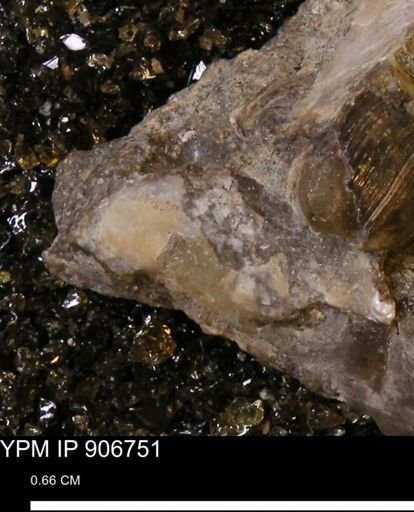 undet. Mollusca