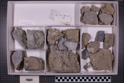 mixed taxa, stratigraphic collection