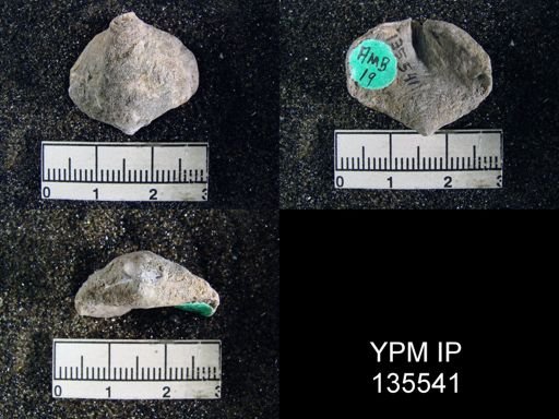 Athyris semiconcava