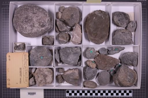 mixed taxa, stratigraphic collection