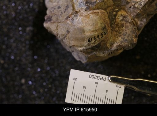 Inoceramus sp.
