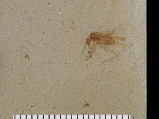 Diptera